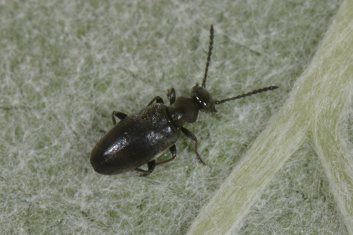 Anthicidae nero su Viburno: Microhoria venusta.